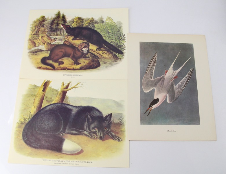 Audubon Animals by James Audubon and Birds of the World by Oliver L. Austin Jr.