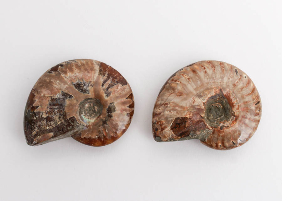 Pair of Whole Polished Ammonite Fossils