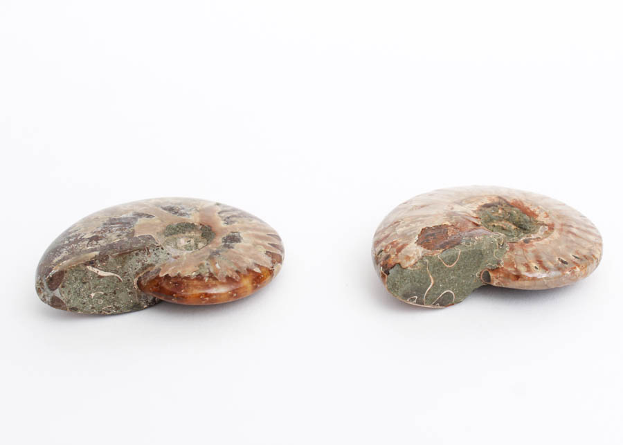 Pair of Whole Polished Ammonite Fossils