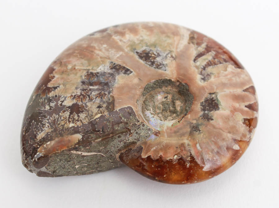 Pair of Whole Polished Ammonite Fossils