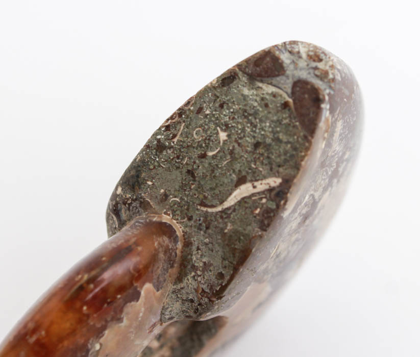 Pair of Whole Polished Ammonite Fossils