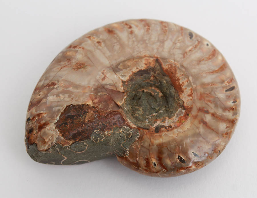 Pair of Whole Polished Ammonite Fossils