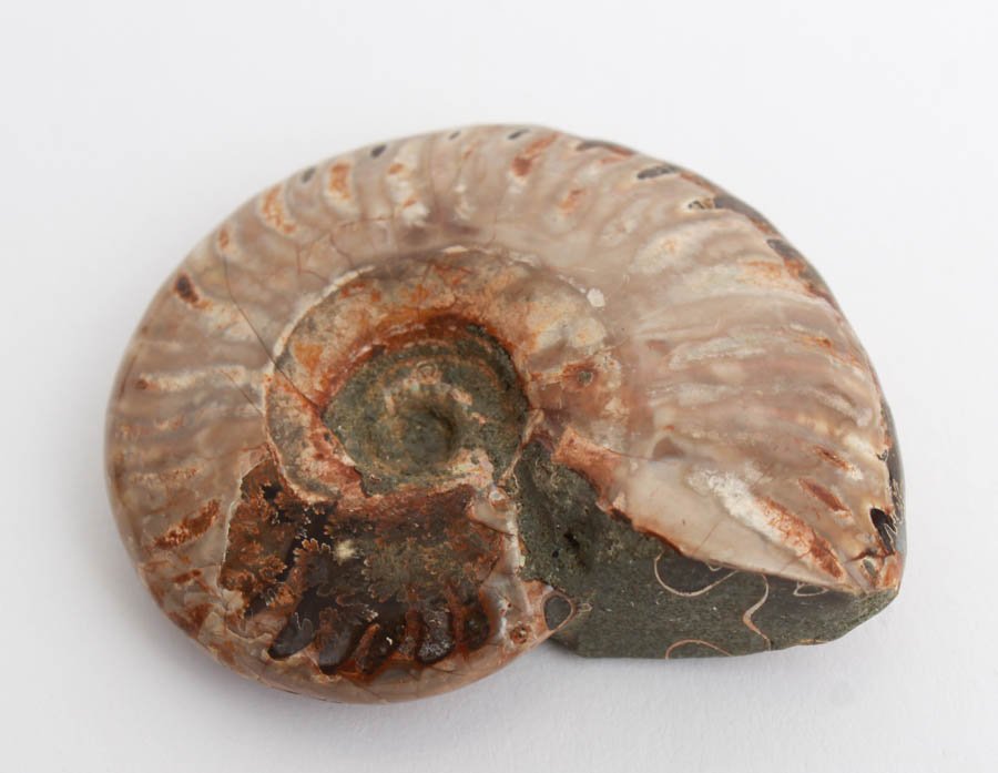Pair of Whole Polished Ammonite Fossils