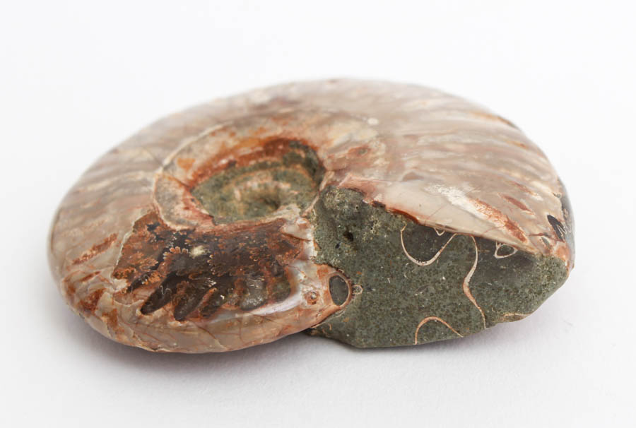 Pair of Whole Polished Ammonite Fossils