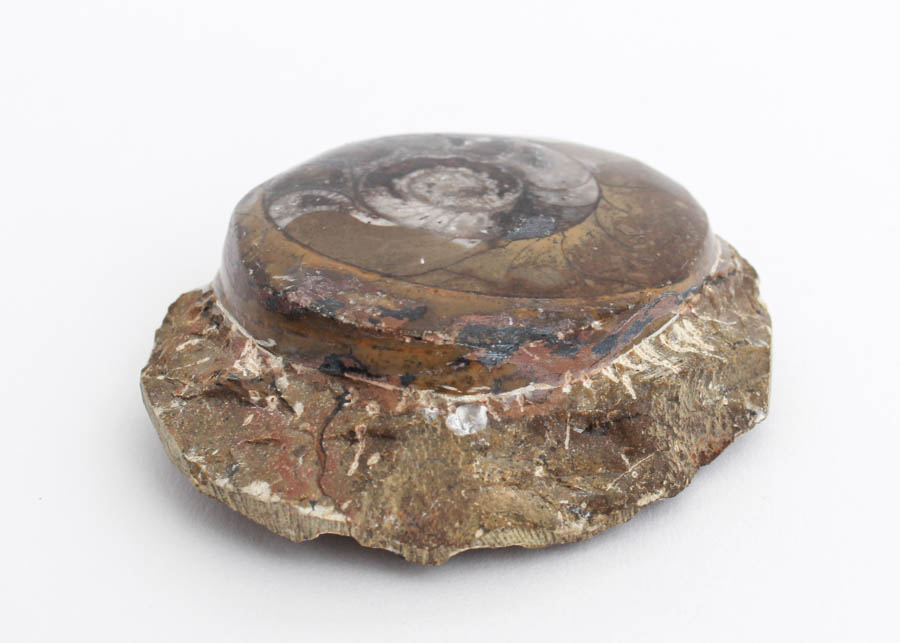 Ammonite Fossil in Matrix