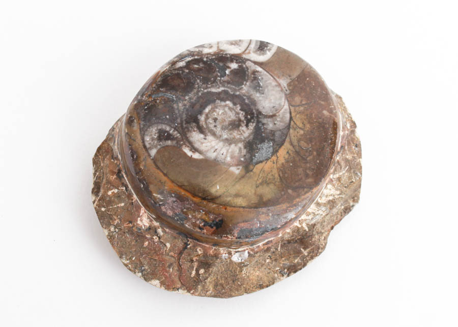 Ammonite Fossil in Matrix