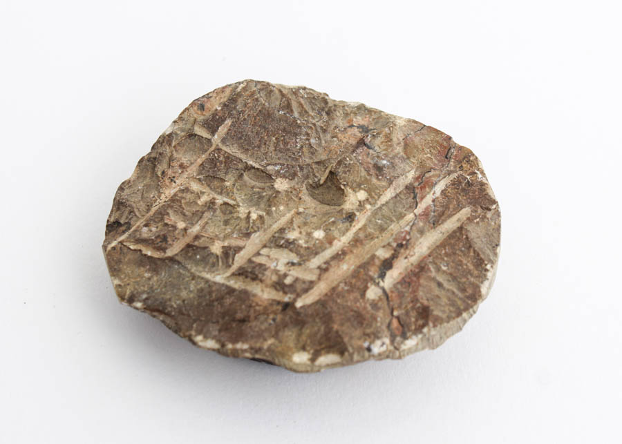 Ammonite Fossil in Matrix