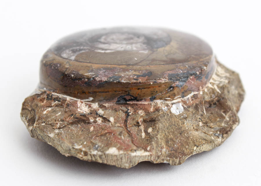 Ammonite Fossil in Matrix