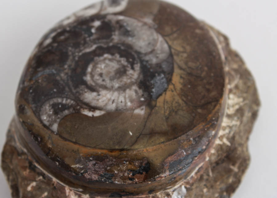 Ammonite Fossil in Matrix