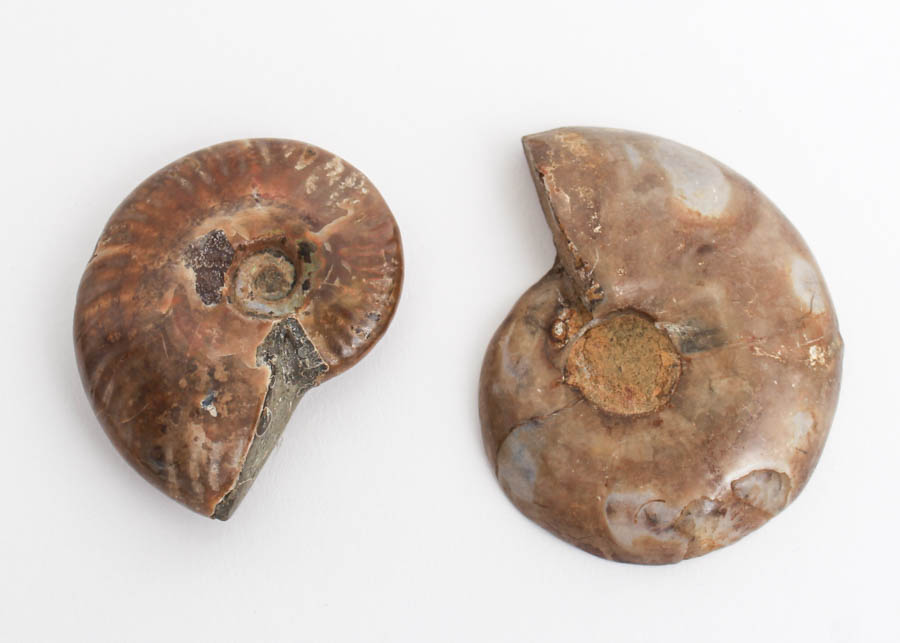 Pair of Ammonite Fossil Pieces