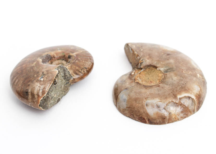 Pair of Ammonite Fossil Pieces