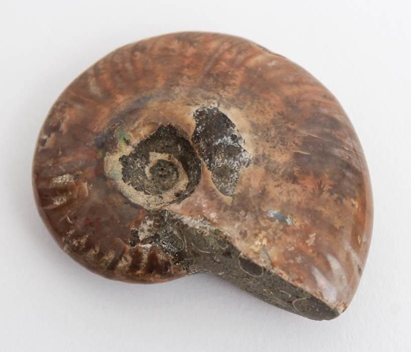 Pair of Ammonite Fossil Pieces