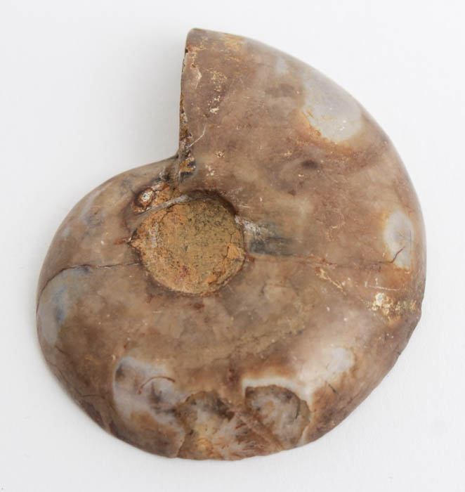 Pair of Ammonite Fossil Pieces