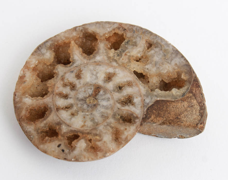 Pair of Ammonite Fossil Pieces