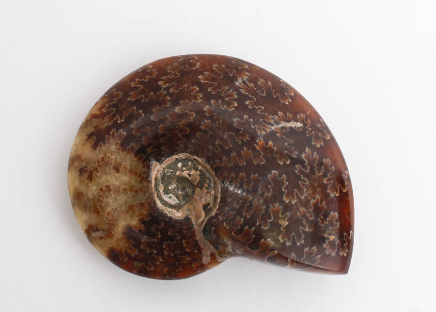 Jade Pattern Whole Ammonite Fossil