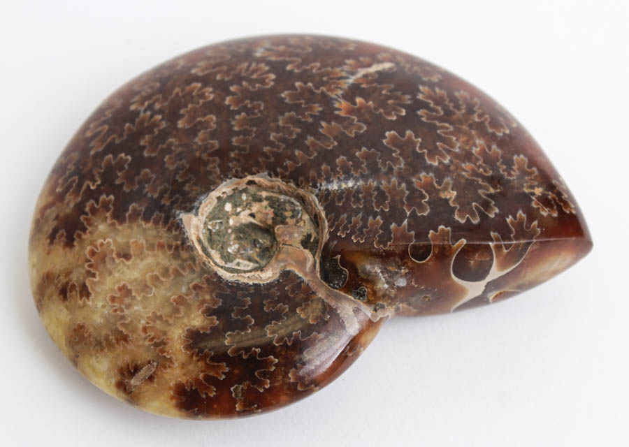 Jade Pattern Whole Ammonite Fossil