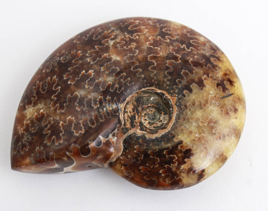 Jade Pattern Whole Ammonite Fossil