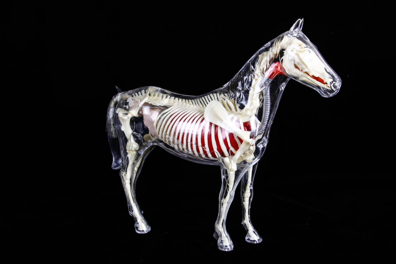 Clear Plastic Anatomy Horse Model