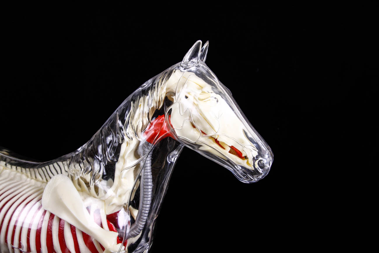 Clear Plastic Anatomy Horse Model
