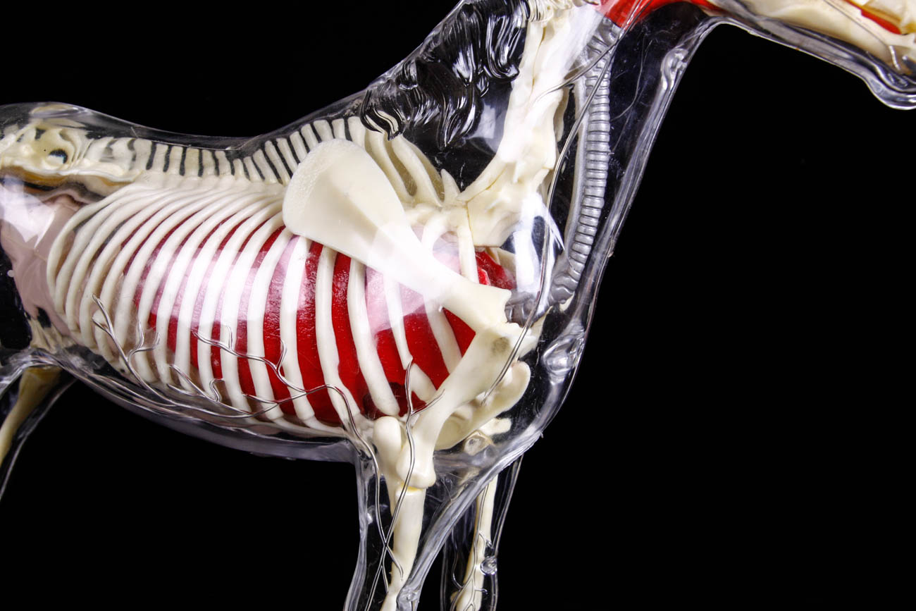 Clear Plastic Anatomy Horse Model