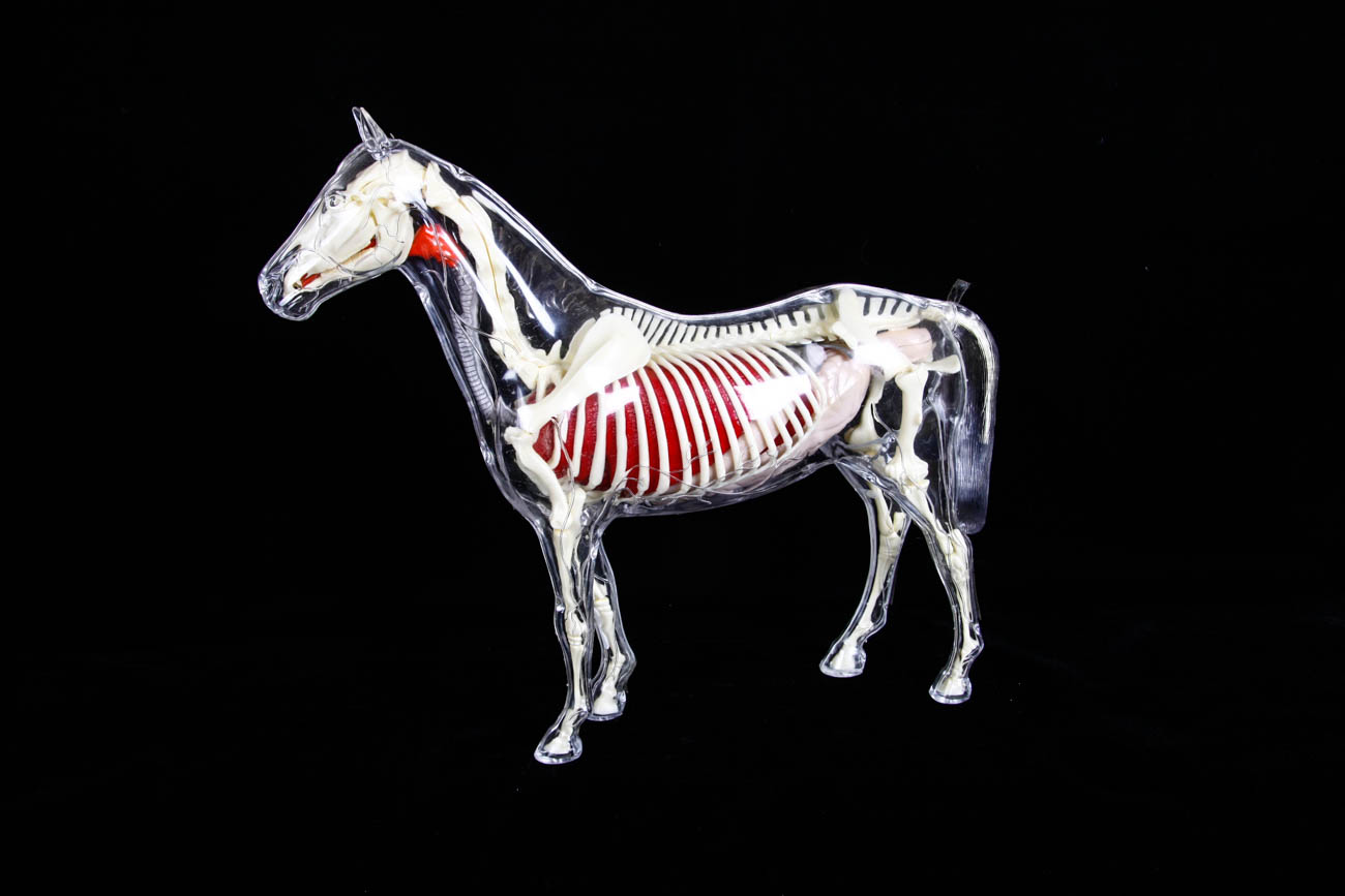Clear Plastic Anatomy Horse Model