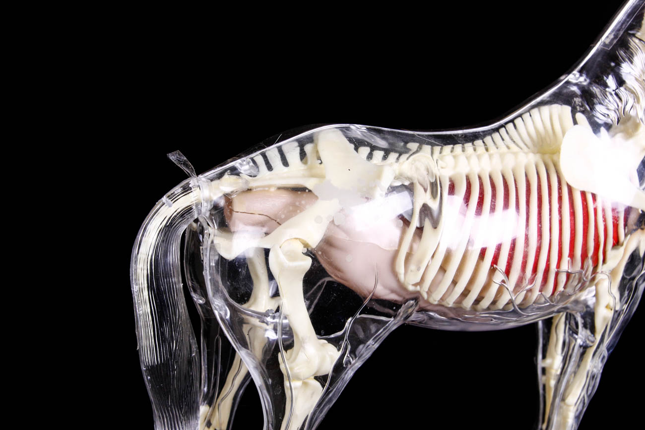 Clear Plastic Anatomy Horse Model