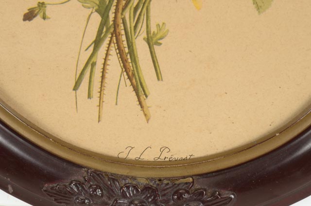 Jean-Louis Prévost Vintage Botanical Prints