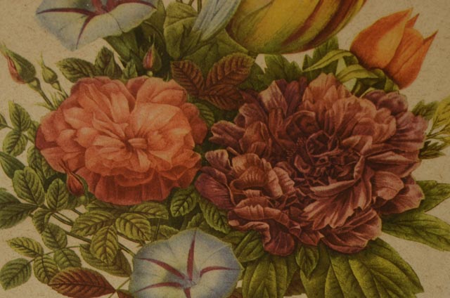 Jean-Louis Prévost Vintage Botanical Prints