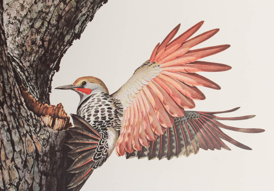 Pair of Guy Coheleach Wildlife Prints