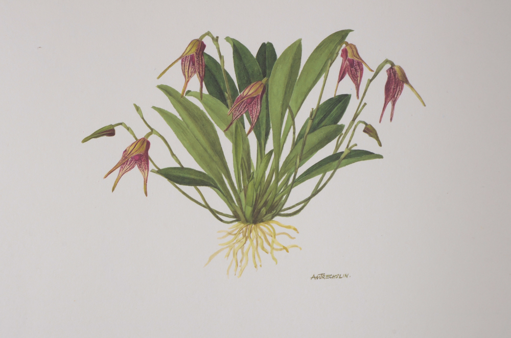 1992 A Monograph of the Genus Masdevall