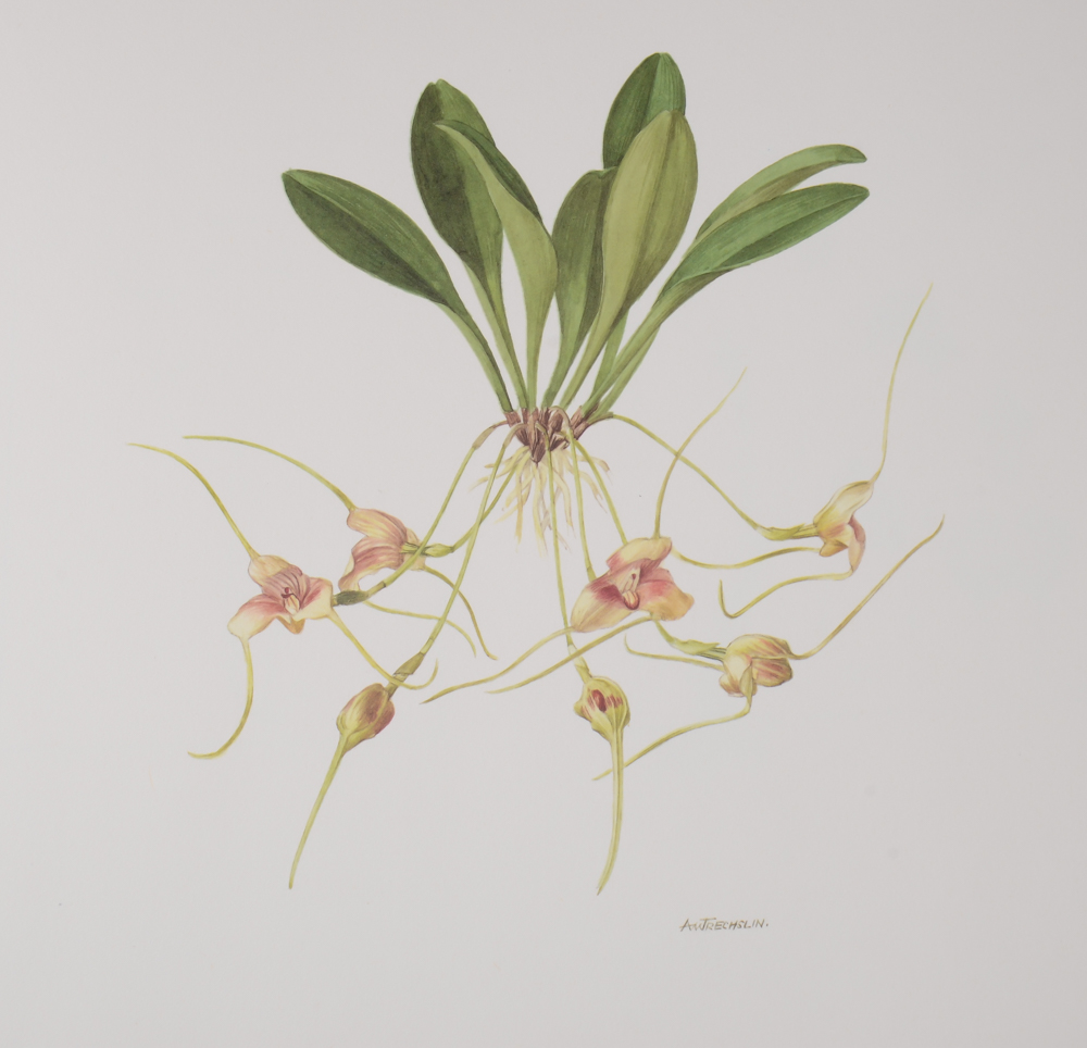 1992 A Monograph of the Genus Masdevall