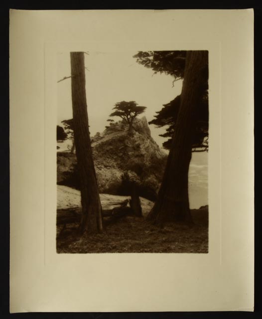Pair of Vintage Nature Photographs