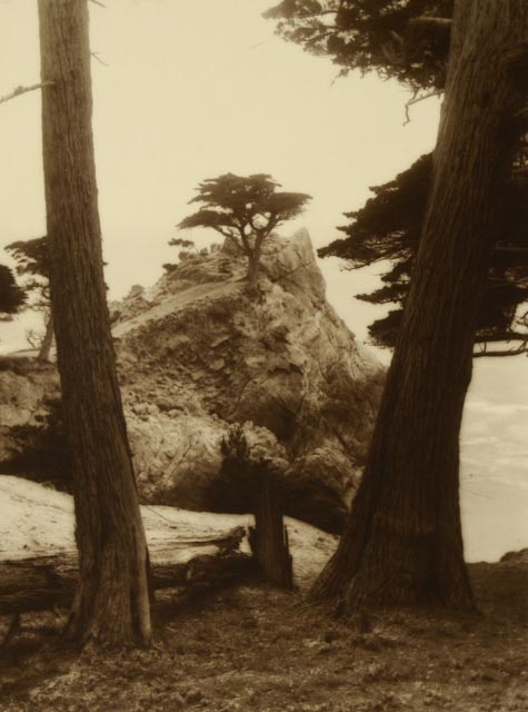 Pair of Vintage Nature Photographs