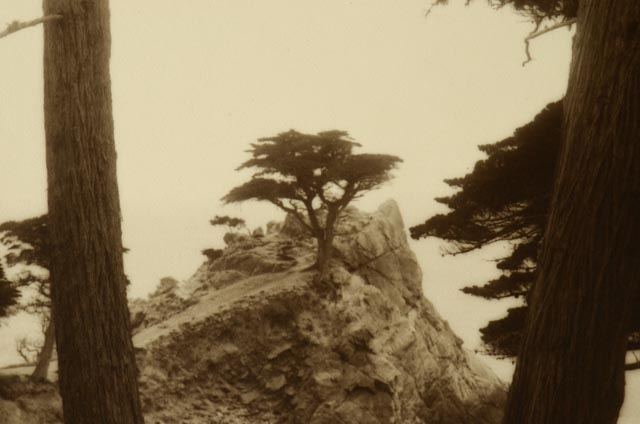 Pair of Vintage Nature Photographs