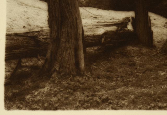 Pair of Vintage Nature Photographs