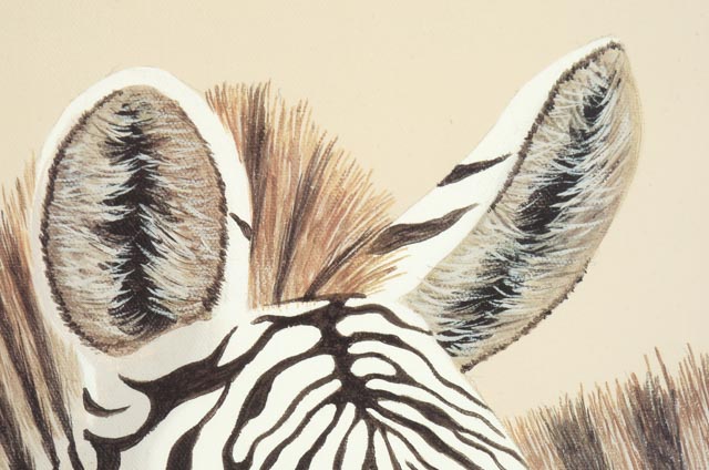 Peter Moustakos Offset Lithograph of Zebras