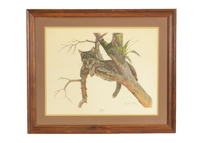 Richard Younger Offset Lithograph "Yearling Young Bobcat"