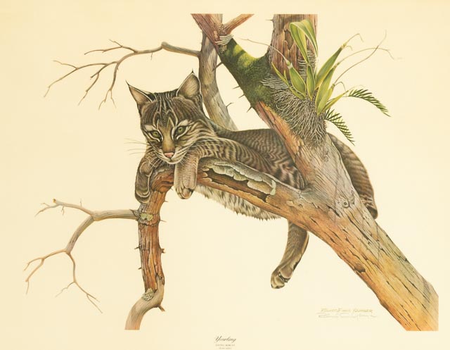 Richard Younger Offset Lithograph "Yearling Young Bobcat"