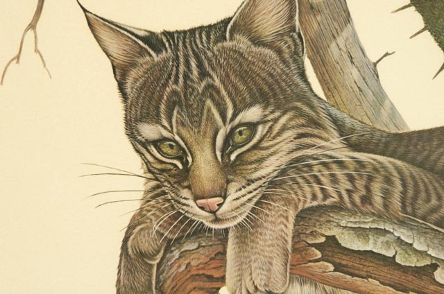 Richard Younger Offset Lithograph "Yearling Young Bobcat"