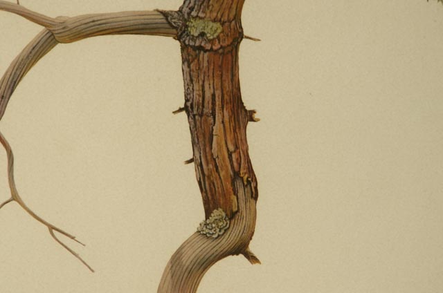 Richard Younger Offset Lithograph "Yearling Young Bobcat"