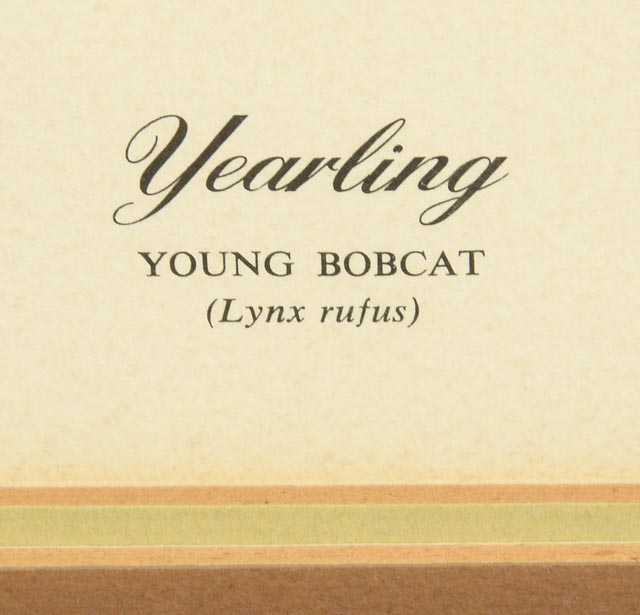 Richard Younger Offset Lithograph "Yearling Young Bobcat"
