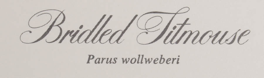 Group of Five Ray Harm Prints