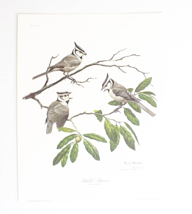 Group of Five Ray Harm Prints