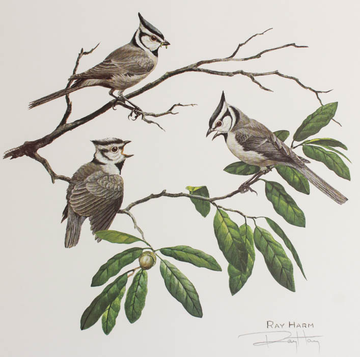 Group of Five Ray Harm Prints