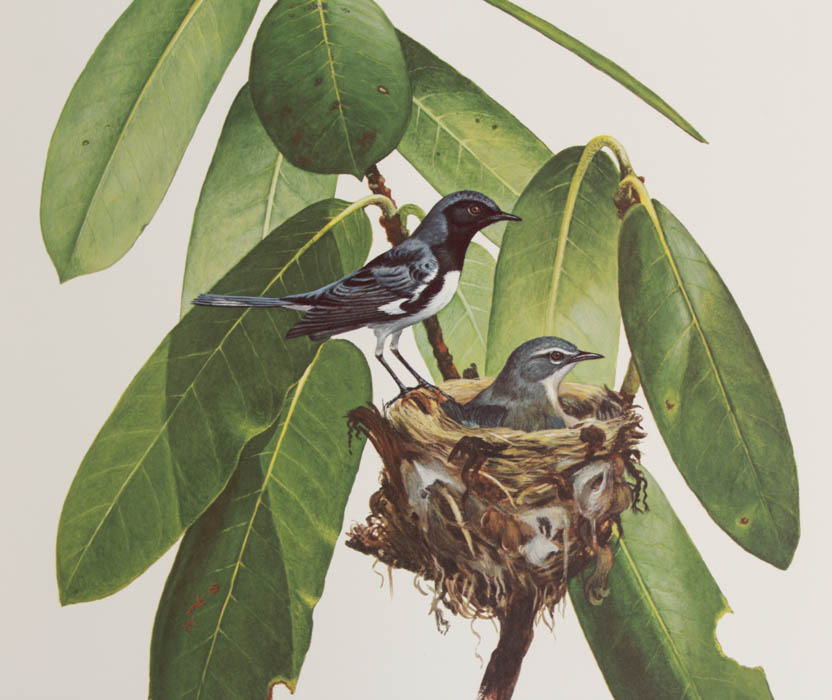 Group of Five Ray Harm Prints