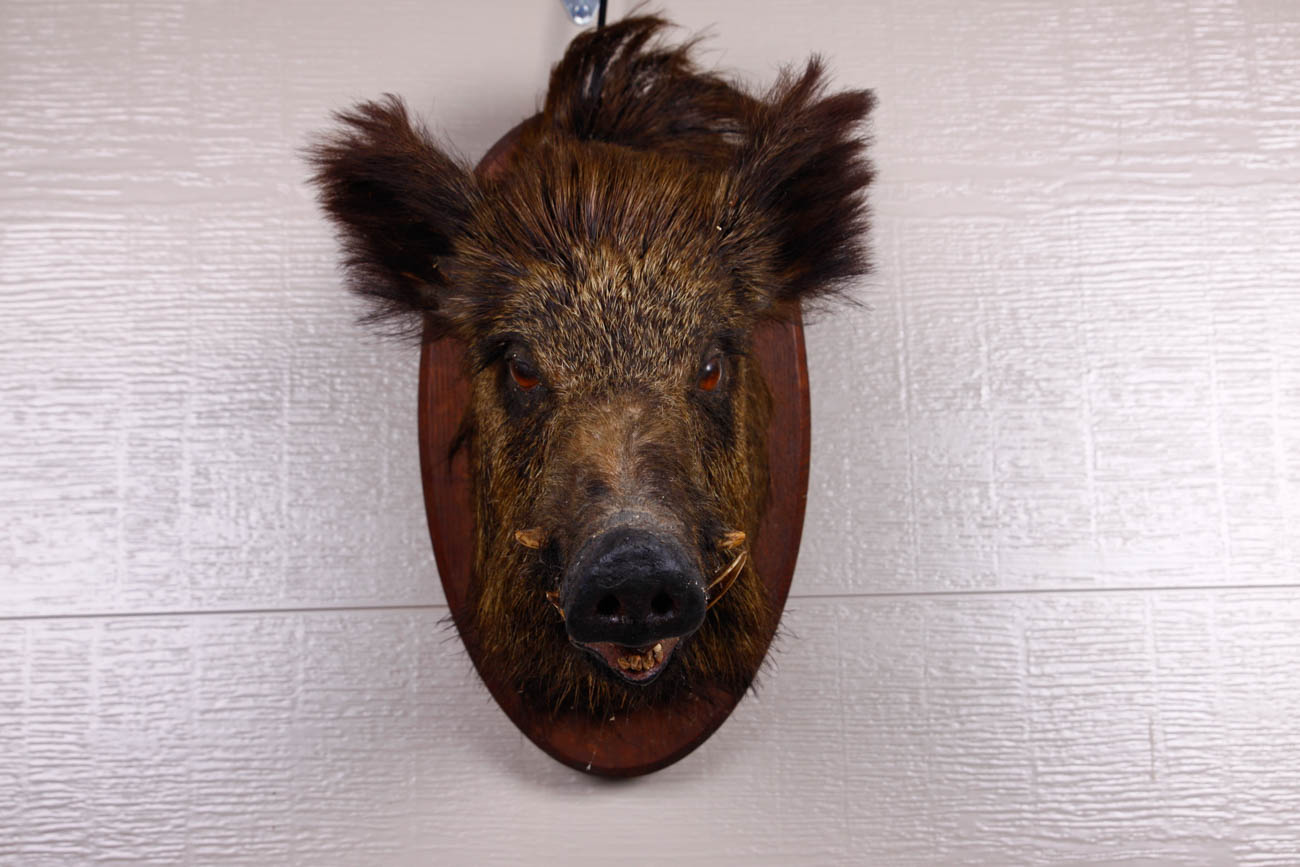 Taxidermy Mounted Boar Head