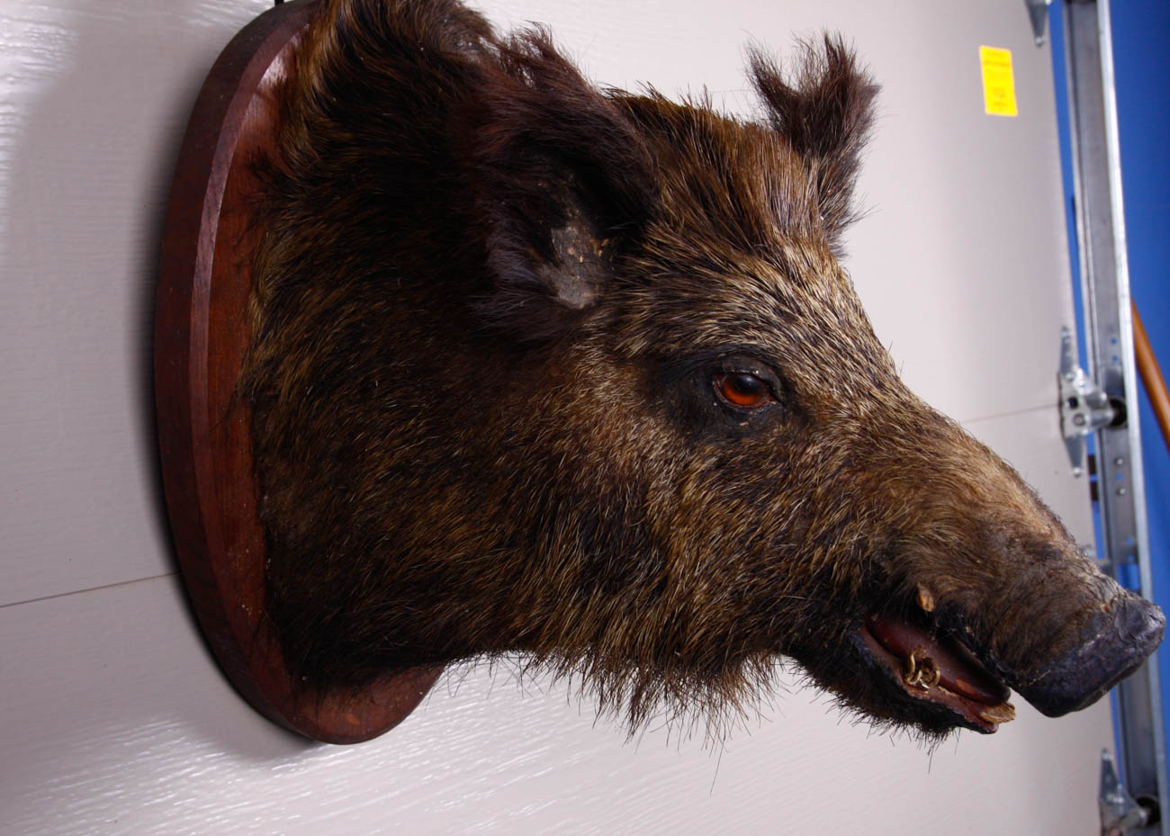 Taxidermy Mounted Boar Head
