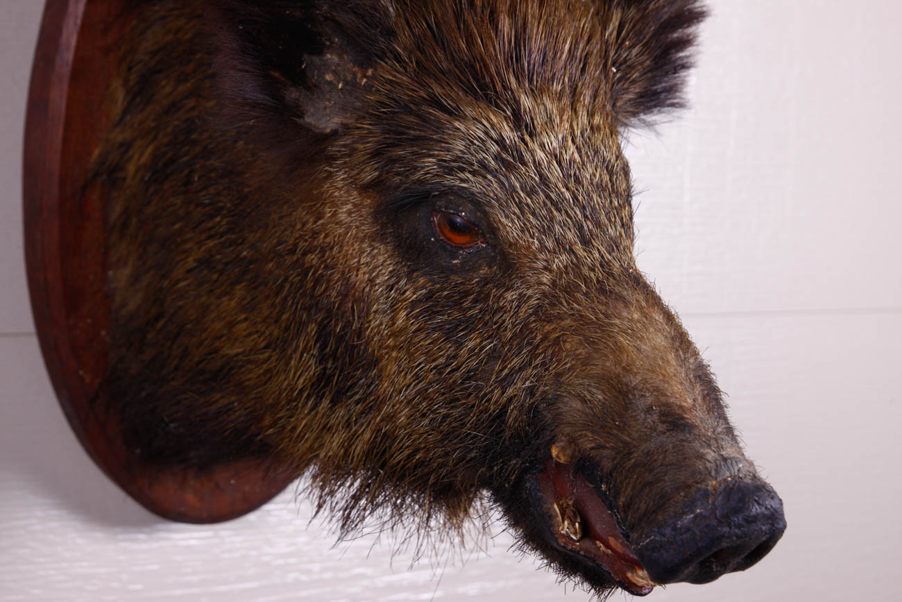 Taxidermy Mounted Boar Head