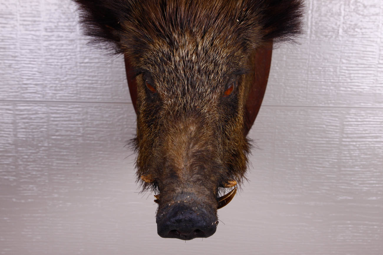 Taxidermy Mounted Boar Head