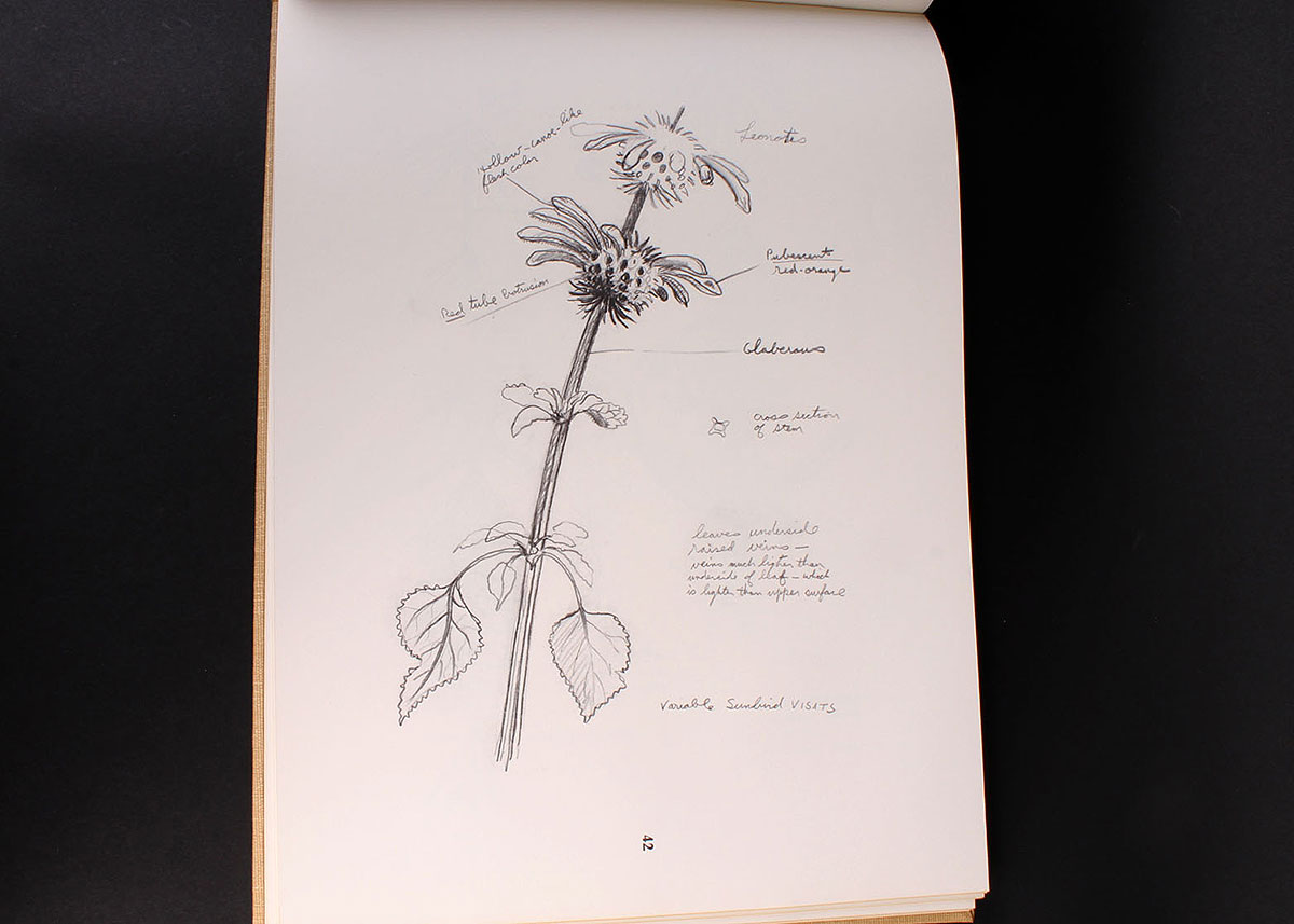 "Ray Harm's African Sketchbook"